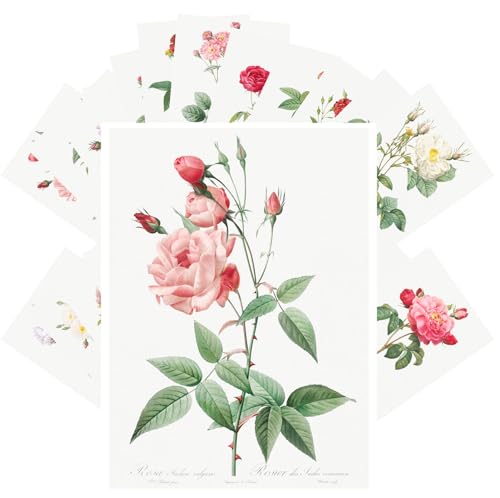 PIXILUV Vintage Postcards (24 pcs 4"x6" each) Antique Rose Botanical Prints – Elegant Antique Flower Varieties of Garden Roses from Classic Botanical Illustrations