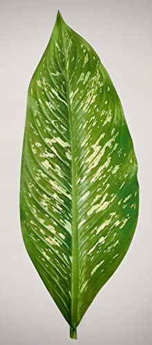 Parchment Paper Leaves for Cheese & Charcuterie Boards - Sisson Large Tropical, 20½" x 7½", Pack of 5. Made in USA with French Parchment Paper. Rinse clean, dry, reuse. - color: Large Tropical