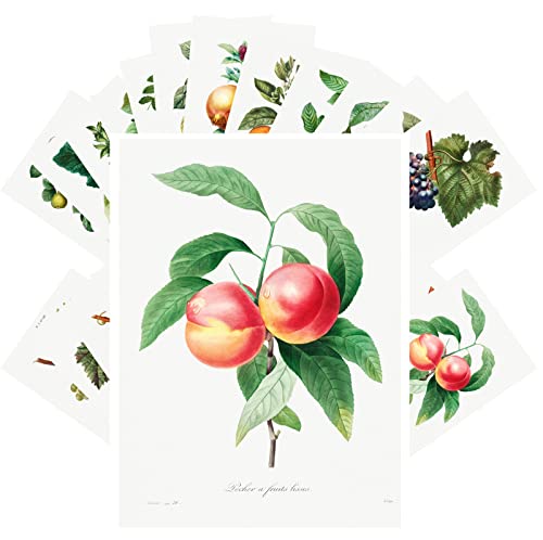 PIXILUV Vintage Postcards (24 pcs 4"x6" each) Fruits and Grapes Vintage Botannical Books Illustrations by Redoute Retro Notecards Greeting Card Reprint - color: Six