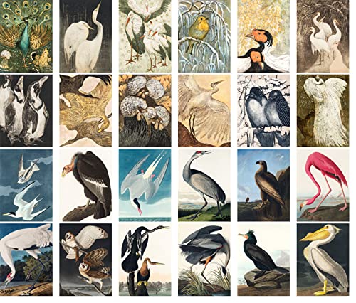 PIXILUV Vintage Postcards (24 pcs 4"x6" each) Large Birds Antique Botannical Book Illustration Vintage Notecards Retro Greeting Card Reprint - color: Navy