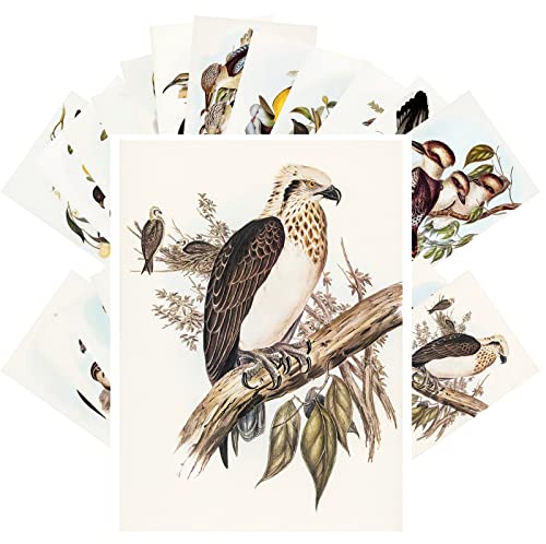 PIXILUV Vintage Postcards (24 pcs 4"x6" each) Falcon Hawk Eagle Birds of Prey Antique Botannical Book Illustration Vintage Notecards Retro Greeting Card Reprint - color: Pink