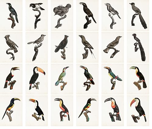 PIXILUV Vintage Postcards (24 pcs 4"x6" each) Gorgeous Paintings of Tucans and Other Birds Vintage Postcards Antique Botannical Book Illustration Poster - color: Pink