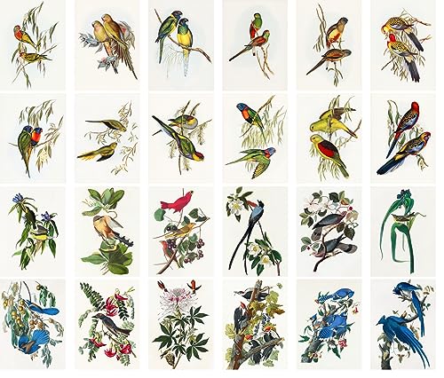 PIXILUV Vintage Postcards (24 pcs 4"x6" each) Amazing Colourful Parrots and Other Birds Vintage Postcards Antique Botannical Book Illustration Poster - color: Violet