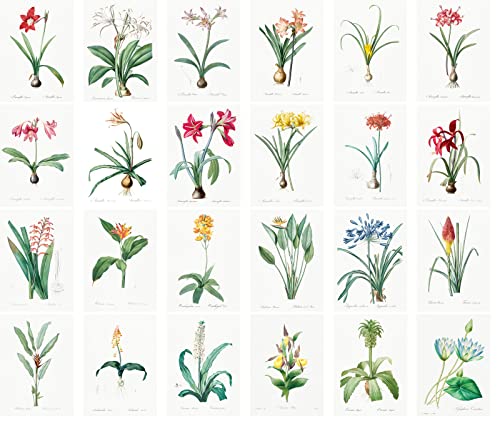 PIXILUV Vintage Postcards (24 pcs 4"x6" each) Amaryllis and Greenhose Flowers Vintage Botannical Books Illustrations by Redoute Retro Notecards Greeting Card Reprint - color: Eight