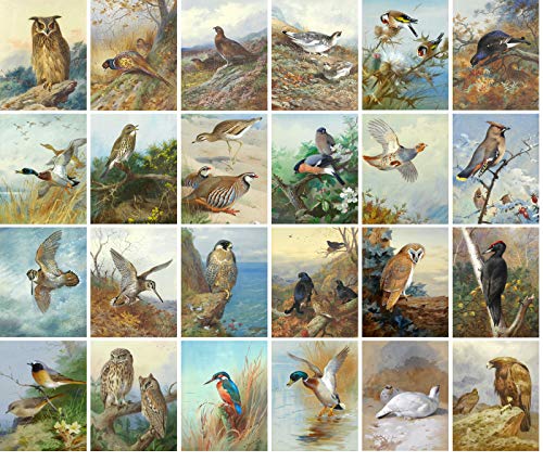 PIXILUV Vintage PostCards 24 pcs AMAZING WILD BIRDS Archibald Vintage Antique Museum Painting Owl Eagle Duck - color: Green