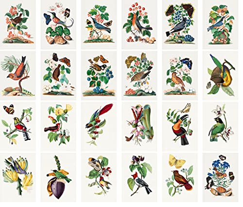 PIXILUV Vintage Postcards (24 pcs 4"x6" each) Birds Butterfly and Flowers Antique Botannical Book Illustration Vintage Notecards Retro Greeting Card Reprint - color: Black