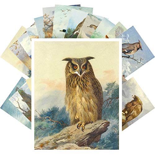 PIXILUV Vintage PostCards 24 pcs AMAZING WILD BIRDS Archibald Vintage Antique Museum Painting Owl Eagle Duck - color: Green
