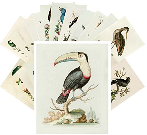 PIXILUV Vintage PostCards 24 pcs Amazing Birds Edwardian Vintage Illustrations - color: Blue