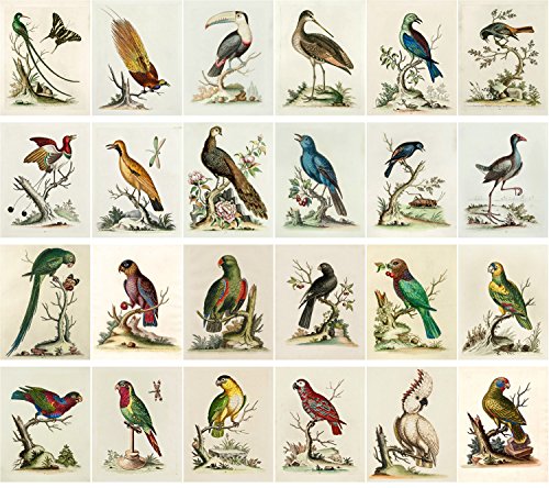 PIXILUV Vintage PostCards 24 pcs Amazing Birds Edwardian Vintage Illustrations - color: Blue